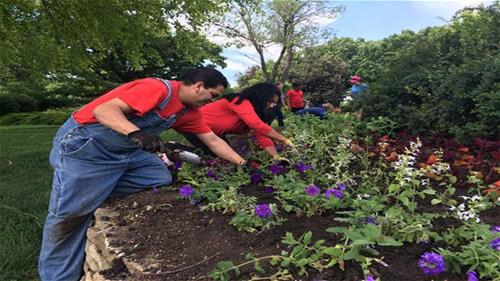 Volunteers in overalls planting flowers